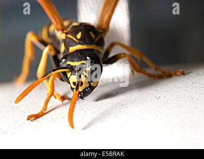 Attacco singolo wasp con open mandibole su sfondo bianco Foto Stock