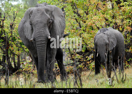 Gli elefanti in & around un campeggio privato in Savuti Botswana, diverse età sono di dimensioni diverse Foto Stock