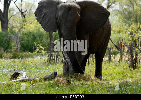 Gli elefanti in & around un campeggio privato in Savuti Botswana, spingendo contro un albero Foto Stock