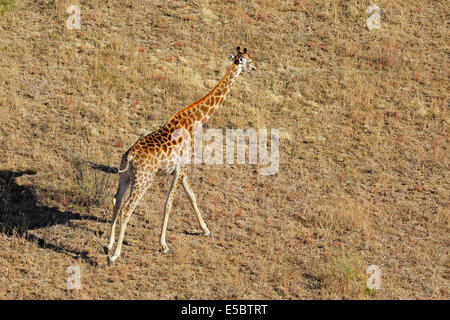 Vista aerea di una giraffa in esecuzione (Giraffa camelopardalis), Sud Africa Foto Stock