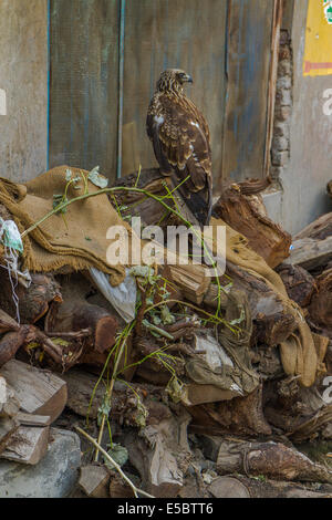 Wild eagle seduta sul mucchio di rifiuti Foto Stock