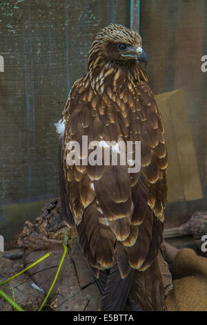 Wild eagle seduta sul mucchio di rifiuti Foto Stock