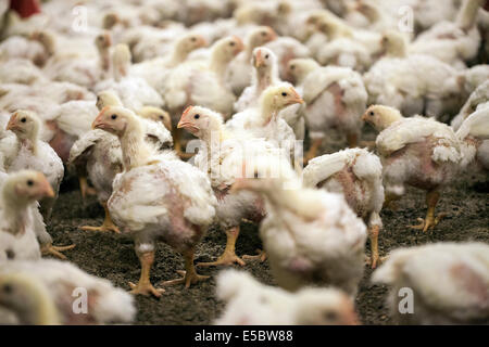 I polli nella penna di bestiame in una fattoria di pollo che non utilizza antibiotici nel loro allevamento. Eindhoven, Olanda Foto Stock