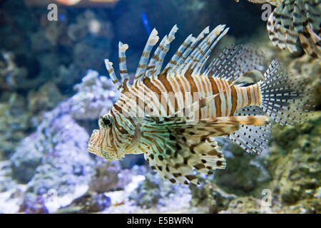 Pesce pericolose firefish rosso - pterois volitans Foto Stock