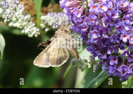 Argento falena Y su buddleia Foto Stock