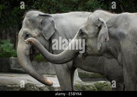 Primo piano di due Asian/elefanti asiatici (Elephas maximus) in un zoo Foto Stock