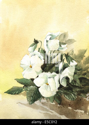 La pittura di Bella bianca pansy Foto Stock