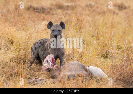 Un spotted Hyena (Crocuta crocuta) con carcassa in Queen Elisabeth National Park in Uganda. Foto Stock