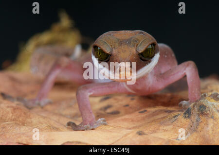 Cat gecko / Aeluroscalabotes felinus Foto Stock