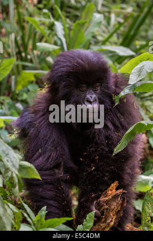 Un ritratto di una giovane gorilla di montagna (Gorilla beringei beringei) nella catena dei Virunga Ruanda. Foto Stock