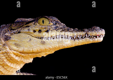 Coccodrillo del Nilo / Crocodilus niloticus Foto Stock