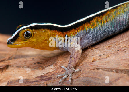 Nana Striped gecko / Gonatodes vittatus Foto Stock