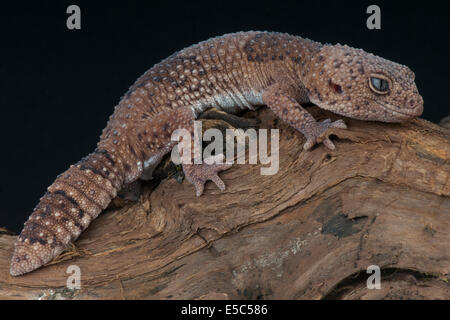 Taylor fat-tailed gecko / Hemitheconyx taylori, Foto Stock