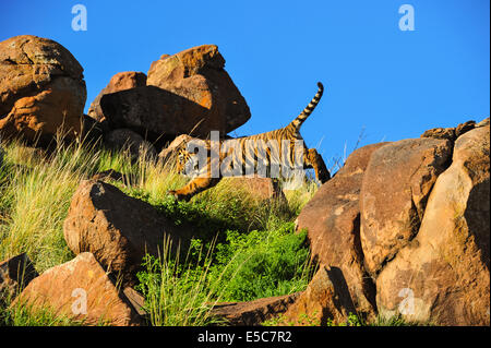 Tigre di Bengala Foto Stock