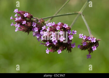 Fiore di Verbena bonariensis (purpletop vervain, tall verbena, clustertop vervain, o piuttosto la verbena) Foto Stock