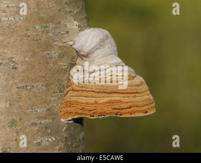 Tinder fungo (Fomes fomentarius) sul tronco di betulla in Finlandia. Foto Stock