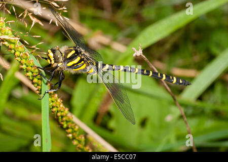 Golden inanellato dragonfly, Cordulegaster boltonii Foto Stock