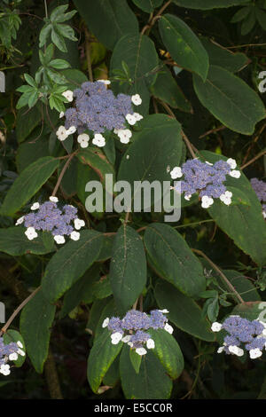 Le teste dei fiori di vellutata lasciava Hydrangea aspera subsp sargentiana Foto Stock