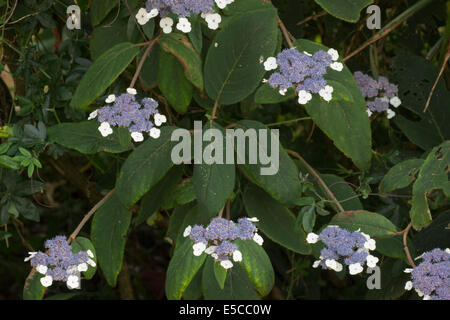 Le teste dei fiori di vellutata lasciava Hydrangea aspera subsp sargentiana Foto Stock