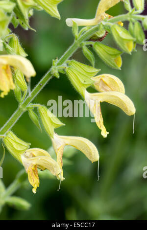 Fiori di sticky salvia, Salvia glutinosa Foto Stock