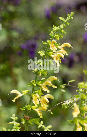 Fiori di sticky salvia, Salvia glutinosa Foto Stock