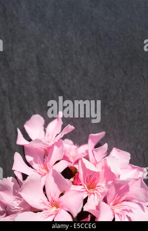 Oleandro Rosa fiori close up sulla pietra nera dello sfondo. Colpo verticale Foto Stock