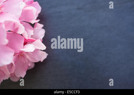 Oleandro Rosa fiori close up sulla pietra nera dello sfondo. Inquadratura orizzontale Foto Stock