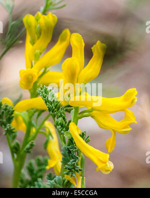 Corydalis aurea; Golden fumo; Fumariaceae; fumaria; fiori selvatici in fiore, Central Colorado, STATI UNITI D'AMERICA Foto Stock