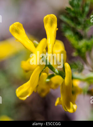 Corydalis aurea; Golden fumo; Fumariaceae; fumaria; fiori selvatici in fiore, Central Colorado, STATI UNITI D'AMERICA Foto Stock