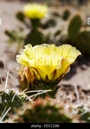 L' Opuntia polyacantha; Pricklypear Cactus; Cactaceae; Cactus; fiori selvatici in fiore, Central Colorado, STATI UNITI D'AMERICA Foto Stock