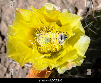 Bumblebee raccoglie il polline su Opuntia polyacantha; Pricklypear Cactus; Cactaceae; Cactus; fiori selvatici in fiore, Colorado centrale Foto Stock