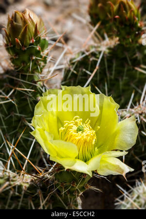 L' Opuntia polyacantha; Pricklypear Cactus; Cactaceae; Cactus; fiori selvatici in fiore, Central Colorado, STATI UNITI D'AMERICA Foto Stock