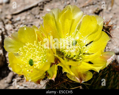 L' Opuntia polyacantha; Pricklypear Cactus; Cactaceae; Cactus; fiori selvatici in fiore, Central Colorado, STATI UNITI D'AMERICA Foto Stock