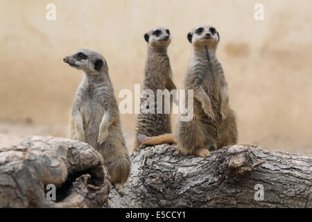 Tre meerkats verticale su un log Foto Stock