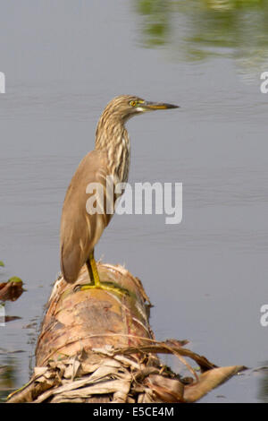 Indian Pond Heron.(Ardeola grayii).Kerala backwaters,l'India Foto Stock