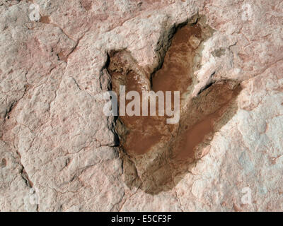 Footprint di dinosauri, Moenkopi tracce di dinosauri, tuba, Arizona Foto Stock