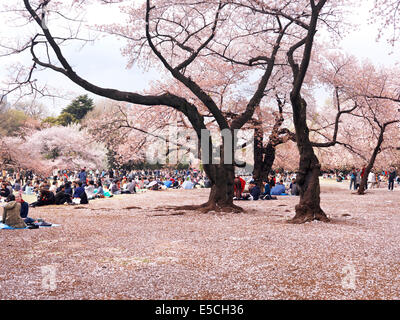 Persone in appoggio Gyoen Giardino Nazionale durante la fioritura dei ciliegi. Shinjuku, Tokyo, Giappone. Foto Stock