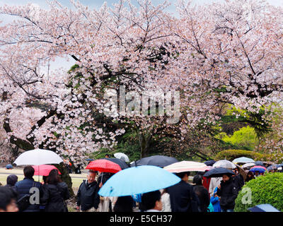 Persone con ombrelloni colorati sotto una pioggia durante la fioritura dei ciliegi a Shinjuku Gyoen National Garden a Tokyo in Giappone. Foto Stock