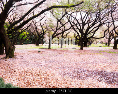 Gyoen Giardino Nazionale durante la fioritura dei ciliegi in Shinjuku, Tokyo, Giappone 2014 Foto Stock