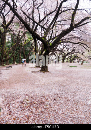 La gente a piedi a Gyoen Giardino Nazionale durante la fioritura dei ciliegi in Shinjuku, Tokyo, Giappone 2014 Foto Stock