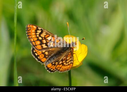 Marsh Fritillary Butterfly - Eurodryas aurinia alimentazione su Buttercup Foto Stock