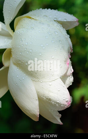 Indiano o sacro Lotus - Nelumbo nucifera coperto di goccioline di acqua Foto Stock