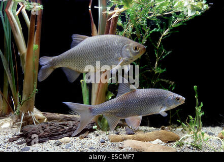 Rudd comune (Scardinius erythrophthalmus), superiore e comune scarafaggio (Rutilus rutilus), inferiore Foto Stock