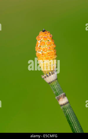 Equiseto ruvida (Equisetum hyemale), spore, Renania settentrionale-Vestfalia, Germania Foto Stock