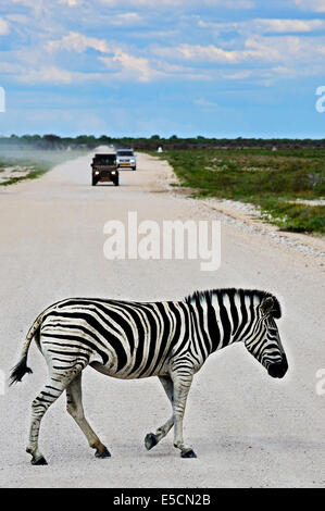 Le pianure Zebra (Equus quagga) Attraversamento stradale, il Parco Nazionale di Etosha, Namibia Foto Stock