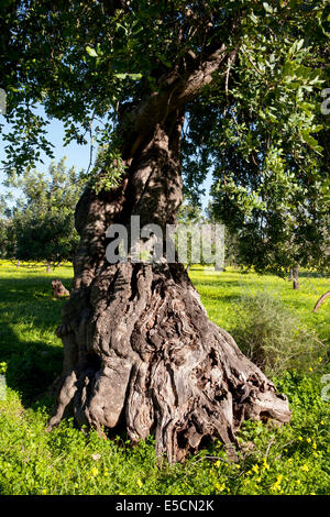 Antico leccio (Quercus ilex) su fioritura prato di trifoglio, Maiorca, isole Baleari, Spagna Foto Stock