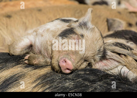 Turopolje maiale (Sus scrofa domestica), dormendo piglet in Tirolo, Austria Foto Stock