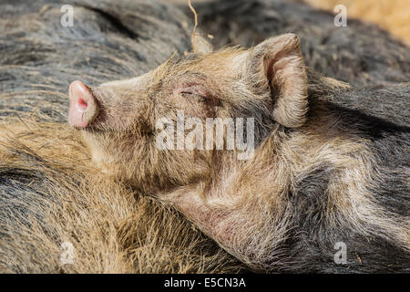 Turopolje maiale (Sus scrofa domestica), dormendo piglet in Tirolo, Austria Foto Stock