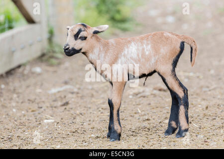 Camerun pecore, pecora selvatica (Ovis orientalis), agnello, captive, Seewinkel, Burgenland, Austria Foto Stock