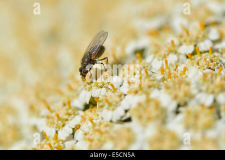 Minor house fly (Fannia canicularis), Emsland, Bassa Sassonia, Germania Foto Stock